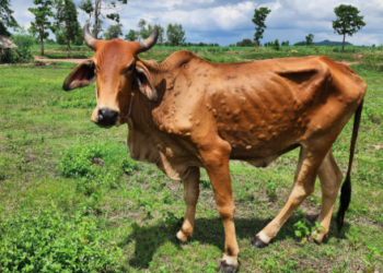 Dermatose bovine : une maladie animale qui inquiète les éleveurs