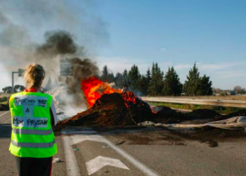 Maladie bovine : les agriculteurs se révoltent après l’abattage de troupeaux entiers