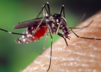 « Dès qu’on sort, on se fait piquer » : les moustiques arrivent beaucoup plus tôt cette année