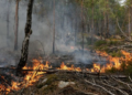 Incendie de Fontainebleau : où en est la situation ce 15 juillet ?