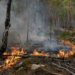 Incendie de Fontainebleau : où en est la situation ce 15 juillet ?