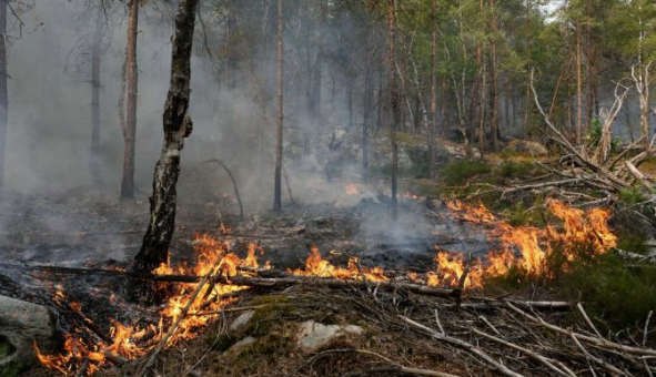 Incendie de Fontainebleau : où en est la situation ce 15 juillet ?