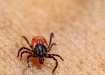 Morsure de tique : pourquoi elle peut devenir mortelle dans certains cas
