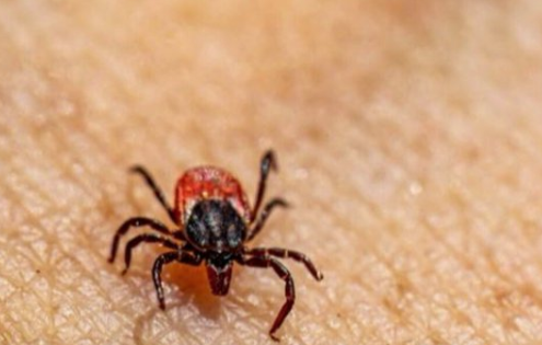 Morsure de tique : pourquoi elle peut devenir mortelle dans certains cas
